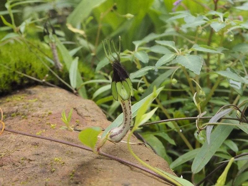 Ceropegia cochleata photo 3