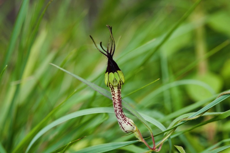 Ceropegia cochleata photo 5