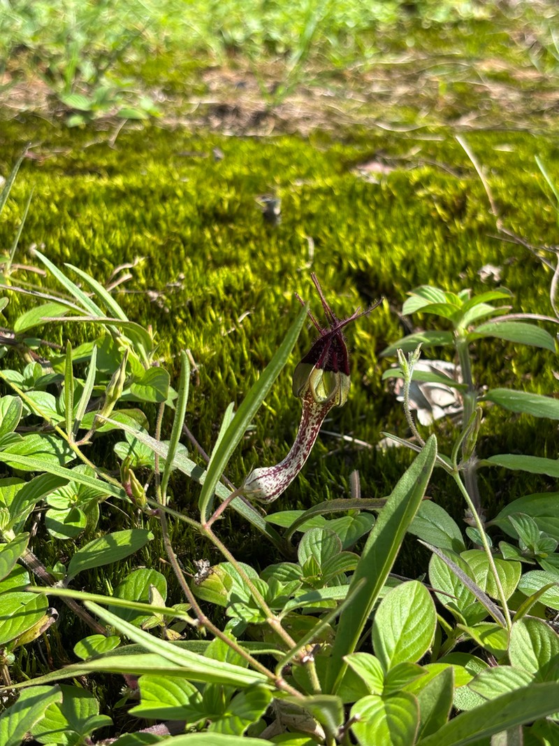 Ceropegia cochleata photo 6