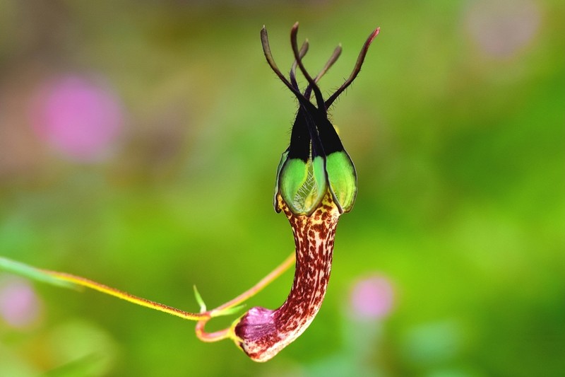 Ceropegia cochleata photo 8