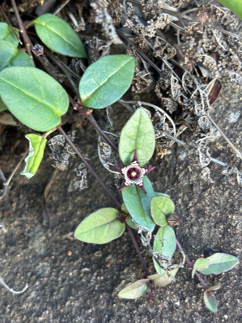 Ceropegia coddii