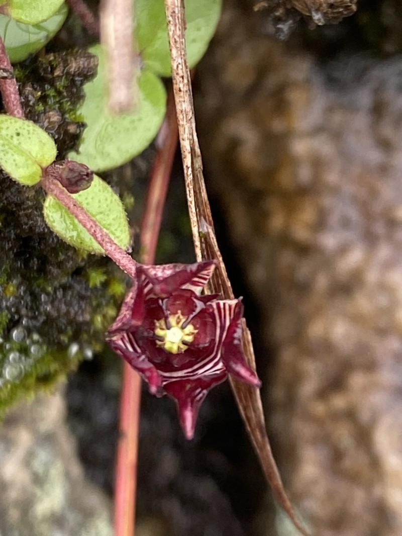 Ceropegia coddii photo 2