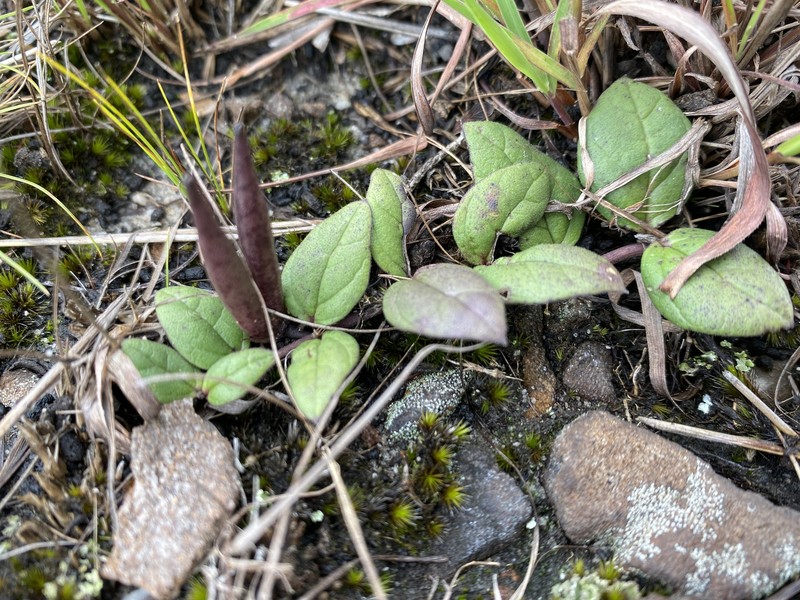 Ceropegia coddii photo 3