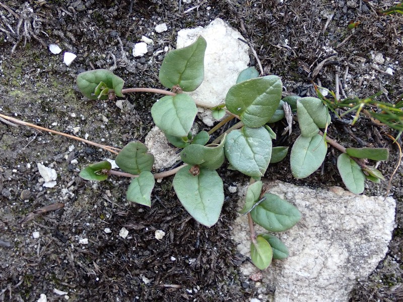 Ceropegia coddii photo 4