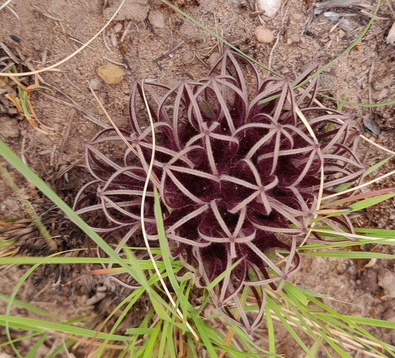 Ceropegia crinita