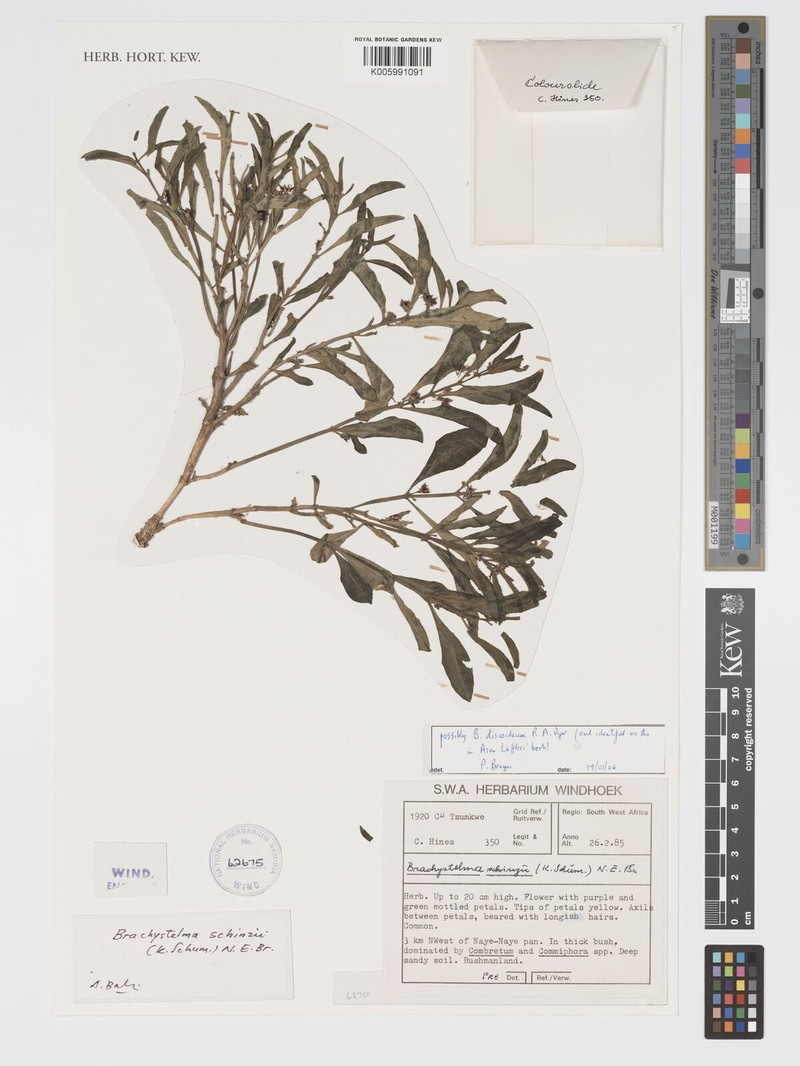 Ceropegia discoidea