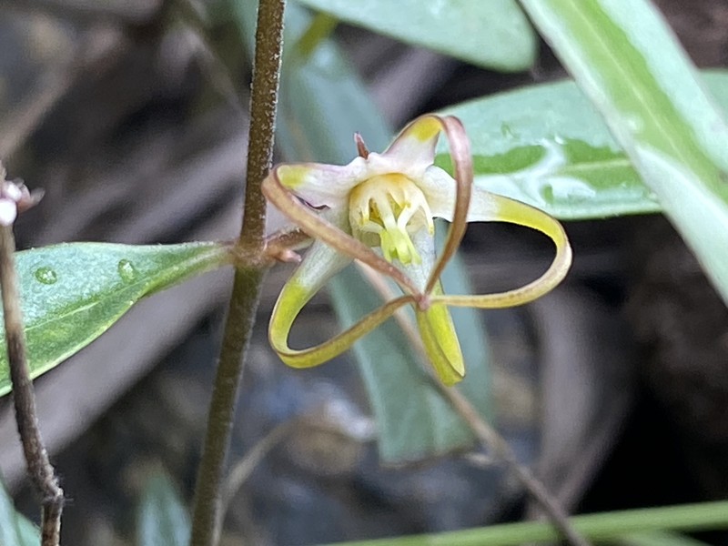 Ceropegia dyeri