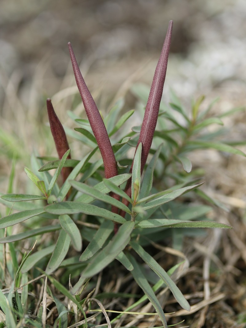 Ceropegia dyeri photo 2
