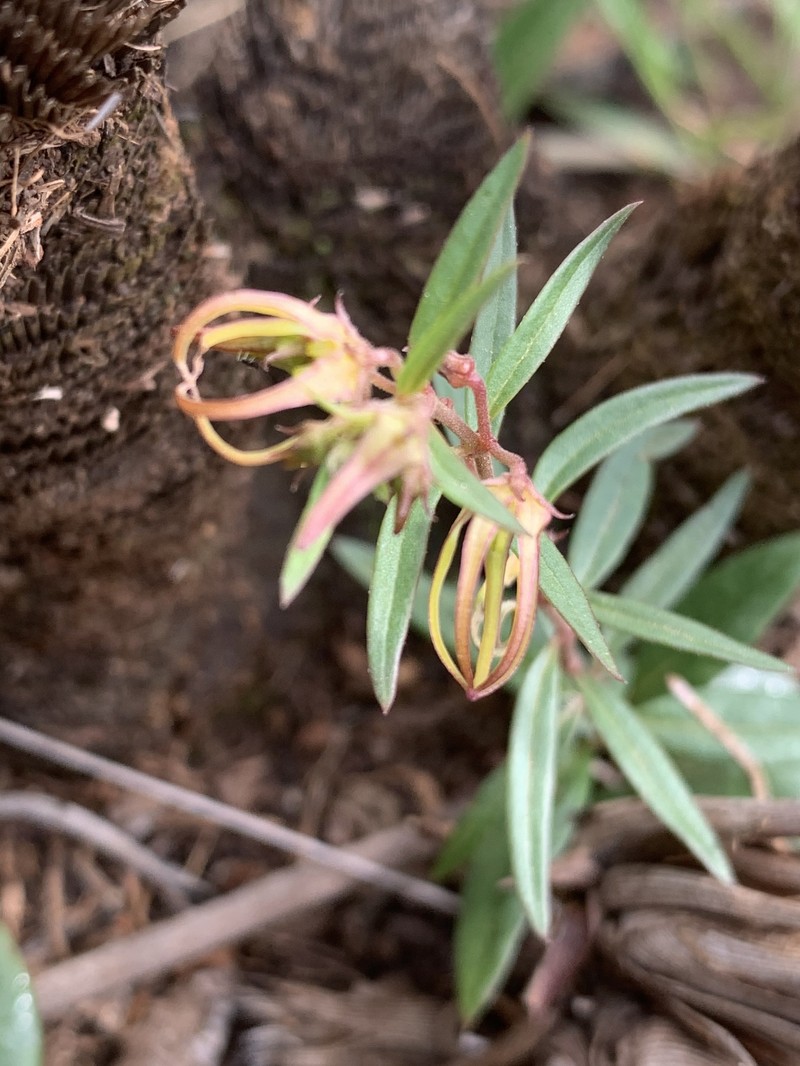 Ceropegia dyeri photo 3