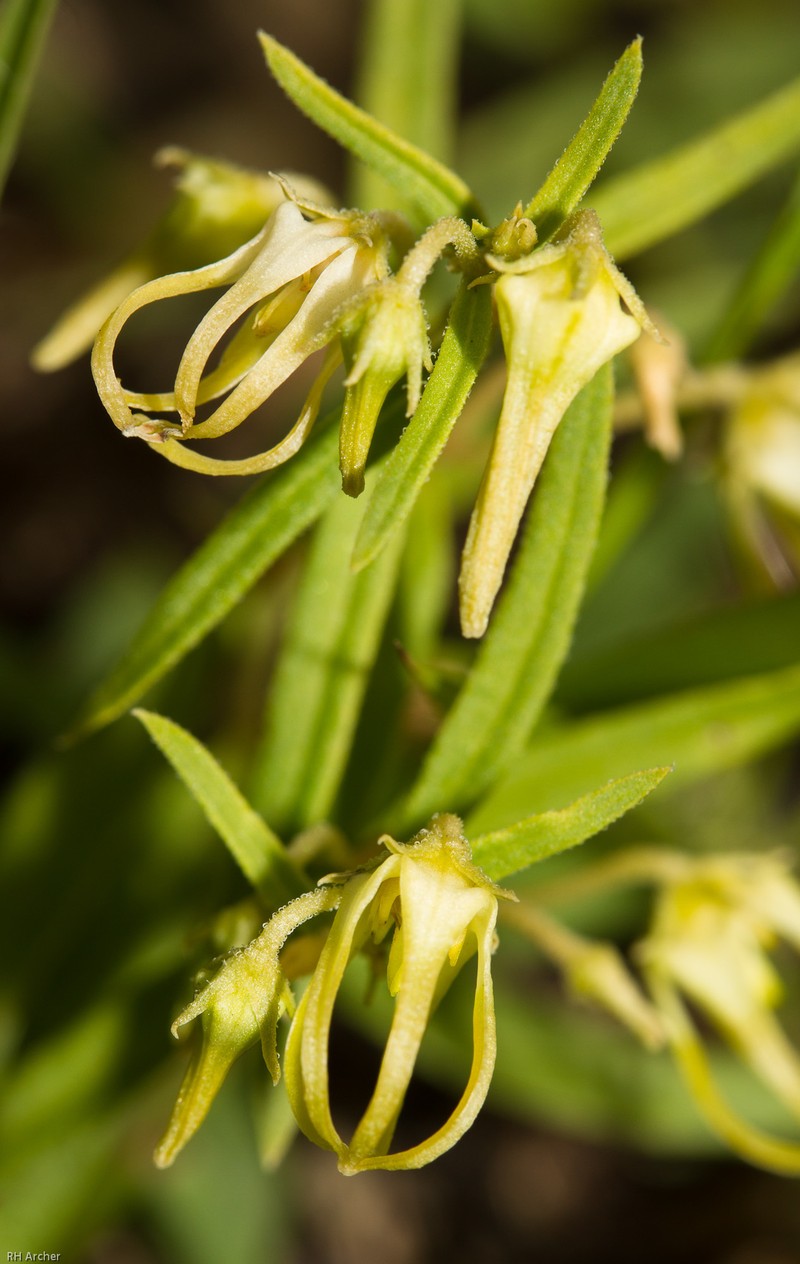 Ceropegia dyeri photo 4