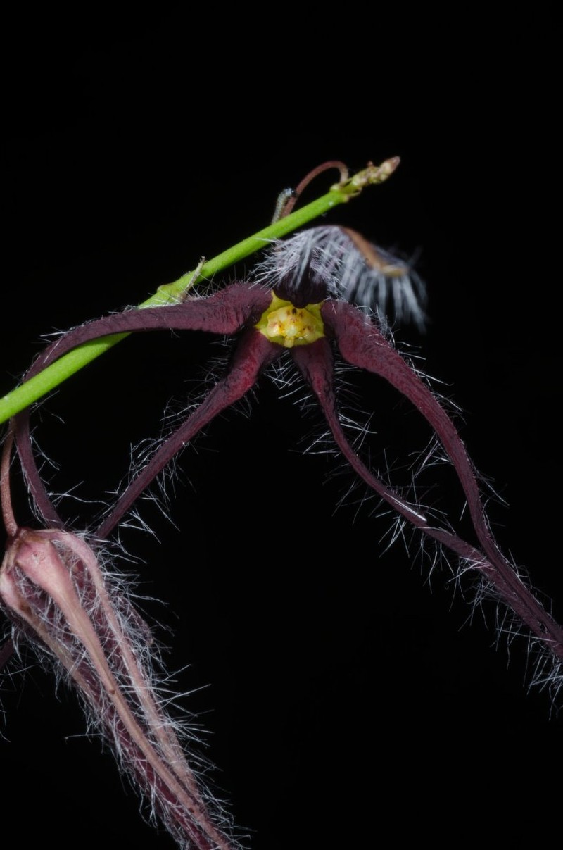 Ceropegia exilis