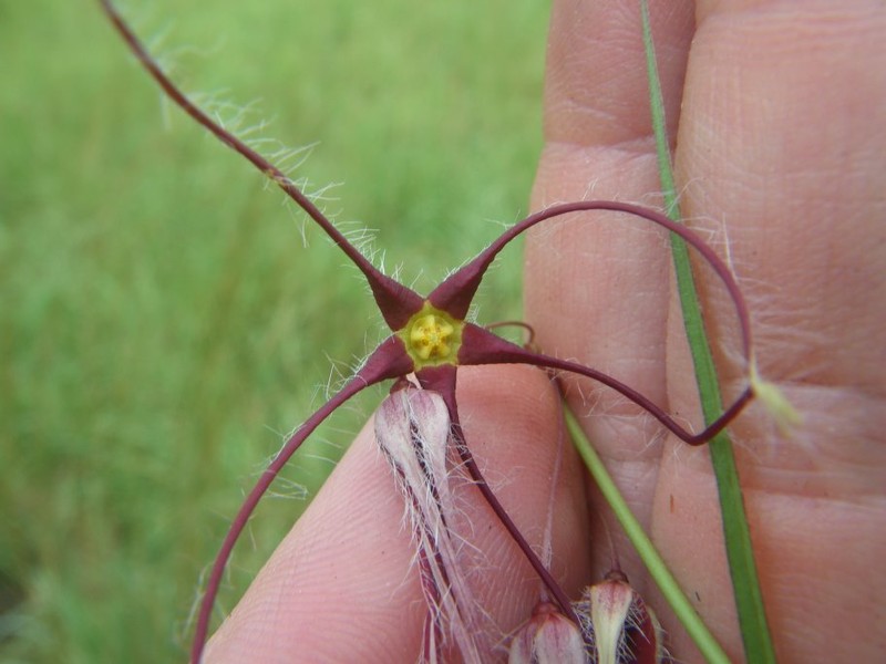 Ceropegia exilis photo 2