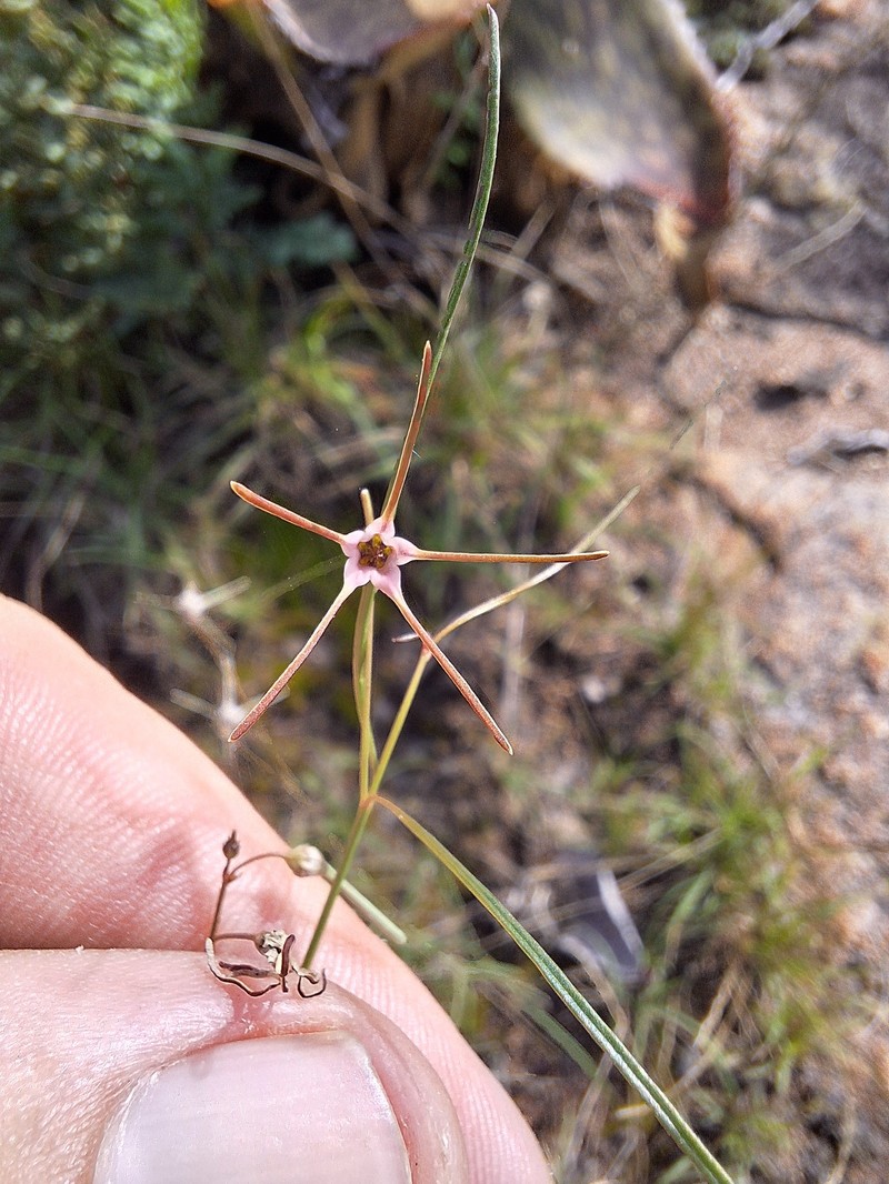 Ceropegia filifolia photo 2