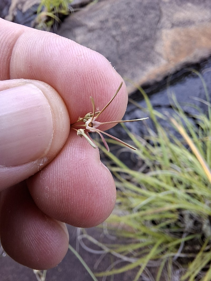 Ceropegia filifolia photo 3