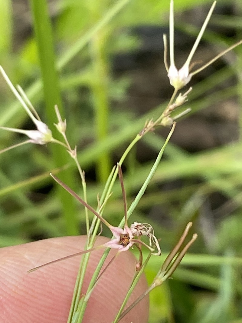 Ceropegia filifolia photo 4