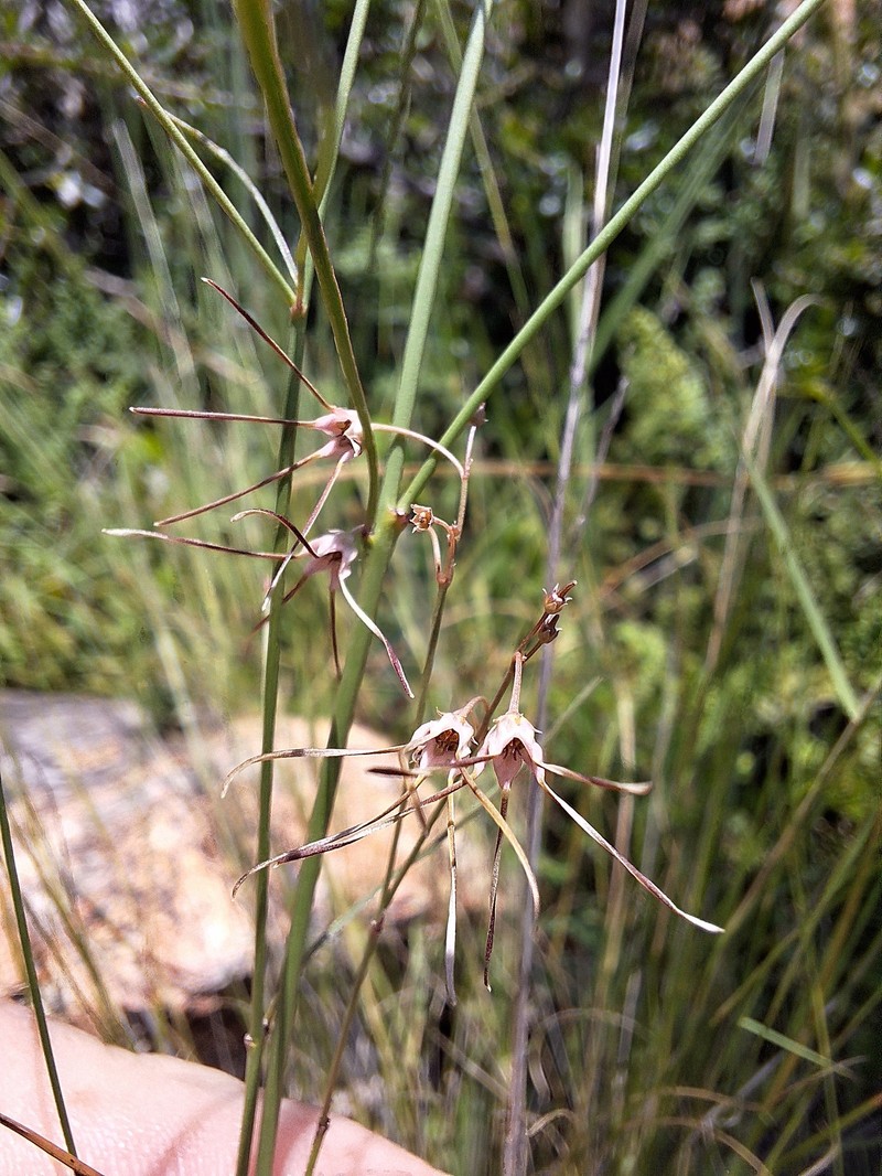 Ceropegia filifolia photo 5