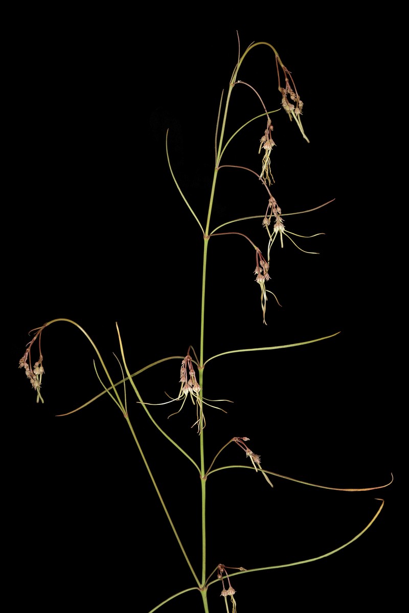 Ceropegia filifolia