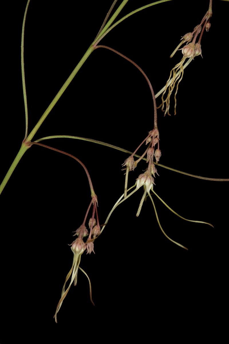 Ceropegia filifolia photo 6