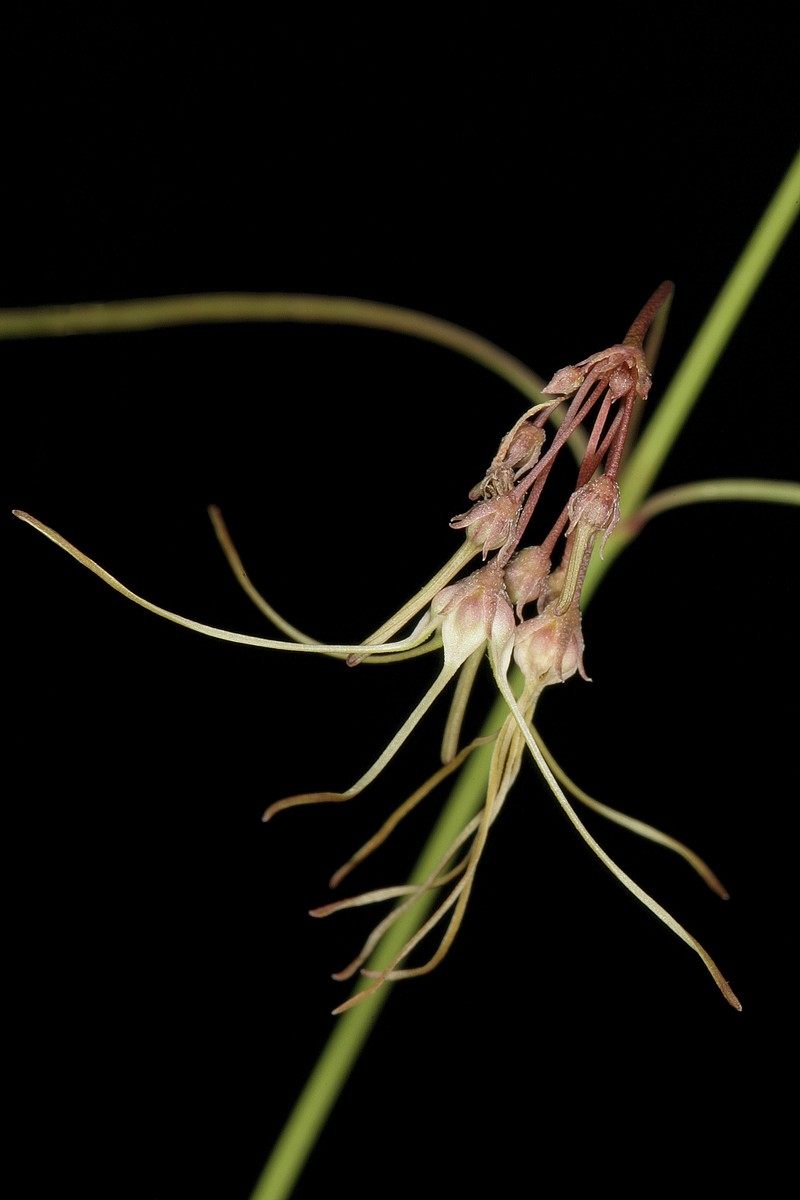 Ceropegia filifolia photo 7