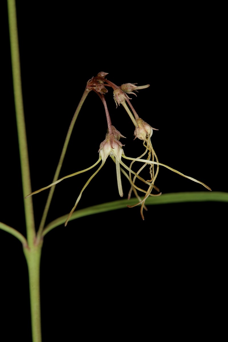 Ceropegia filifolia photo 8