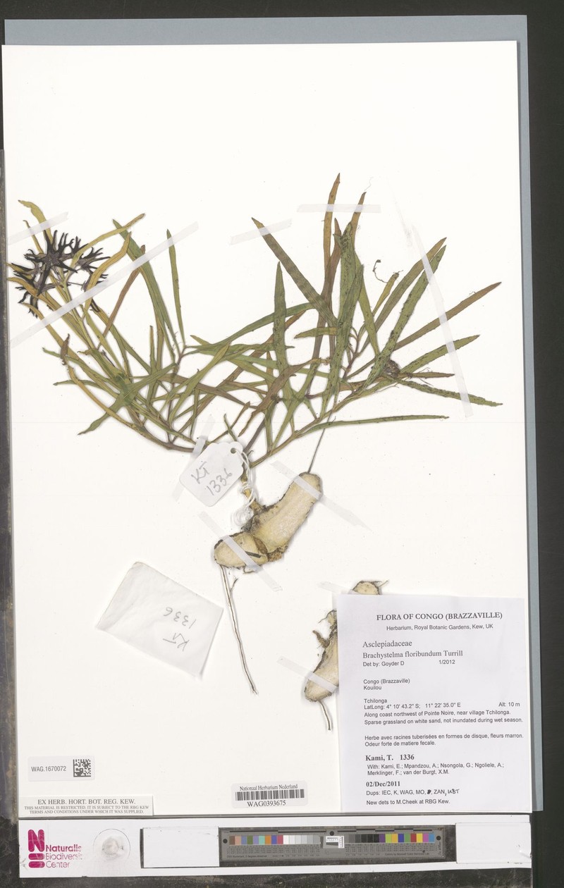 Ceropegia floribundior
