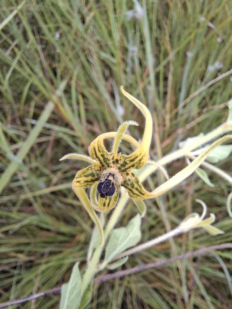 Ceropegia macropetala