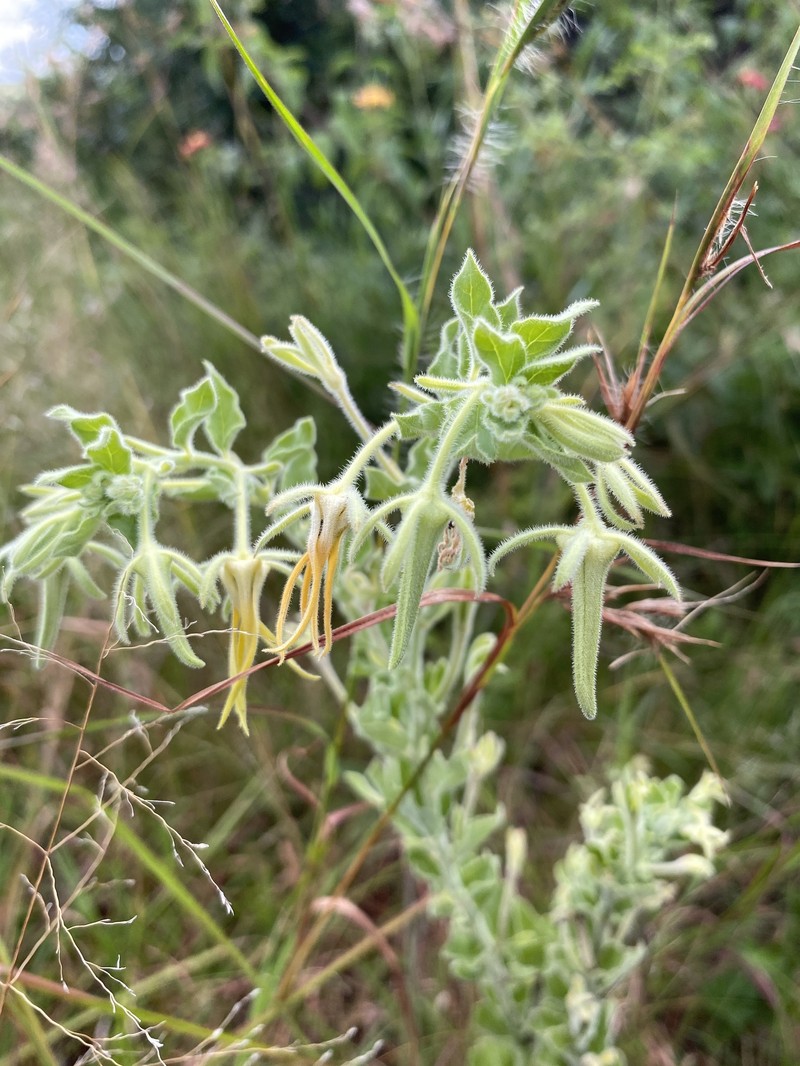 Ceropegia macropetala photo 3