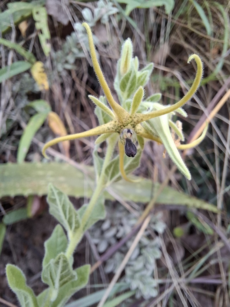Ceropegia macropetala photo 4