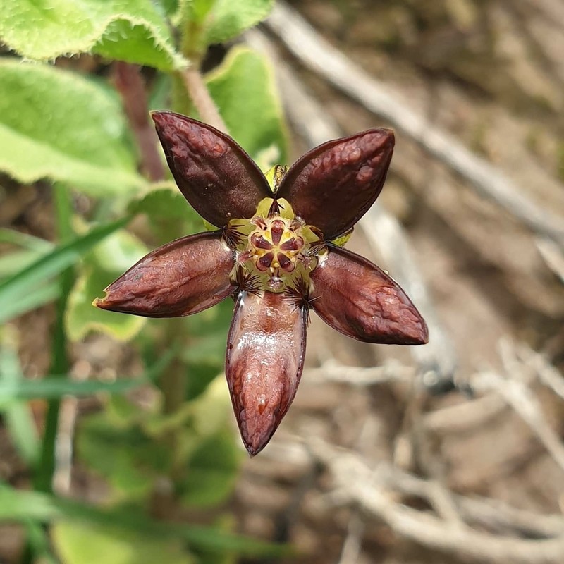 Ceropegia neocompta