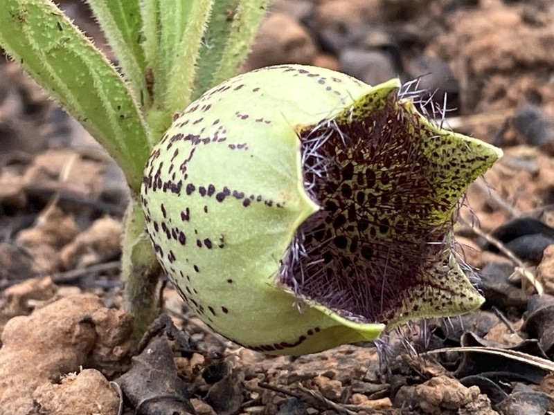 Ceropegia oiantha photo 2