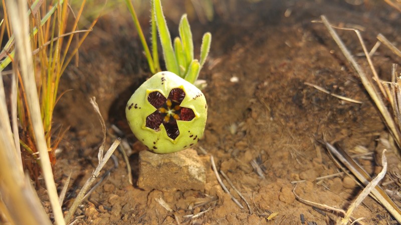 Ceropegia oiantha photo 3