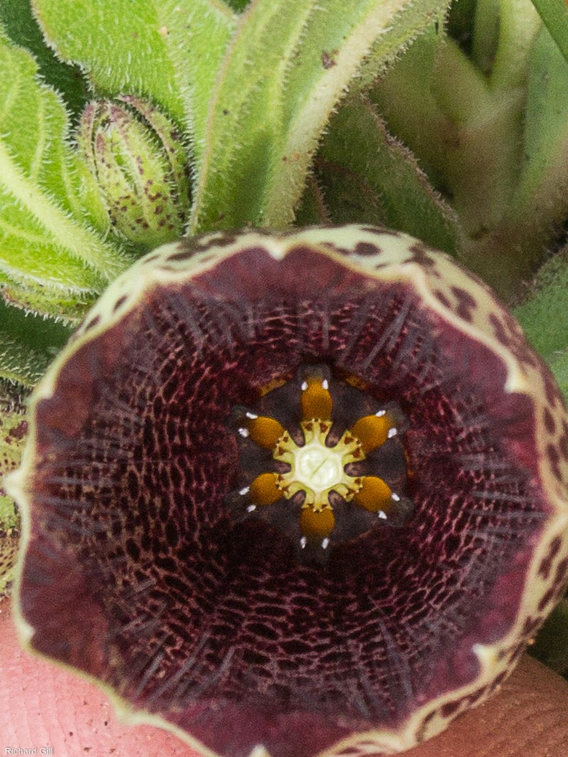 Ceropegia oiantha photo 4