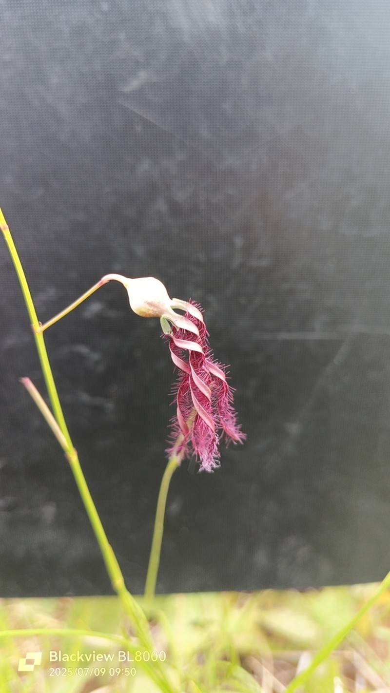 Ceropegia phuchongensis photo 2
