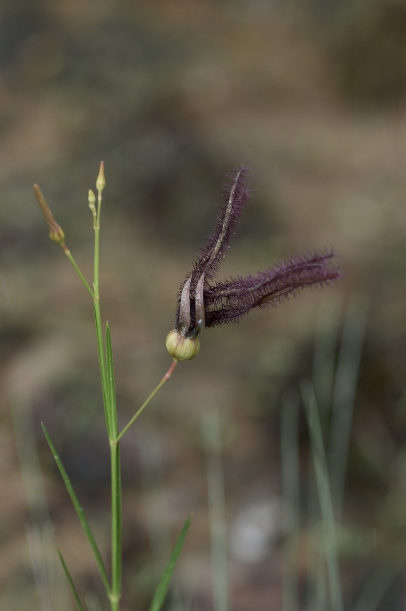 Ceropegia phuchongensis photo 3
