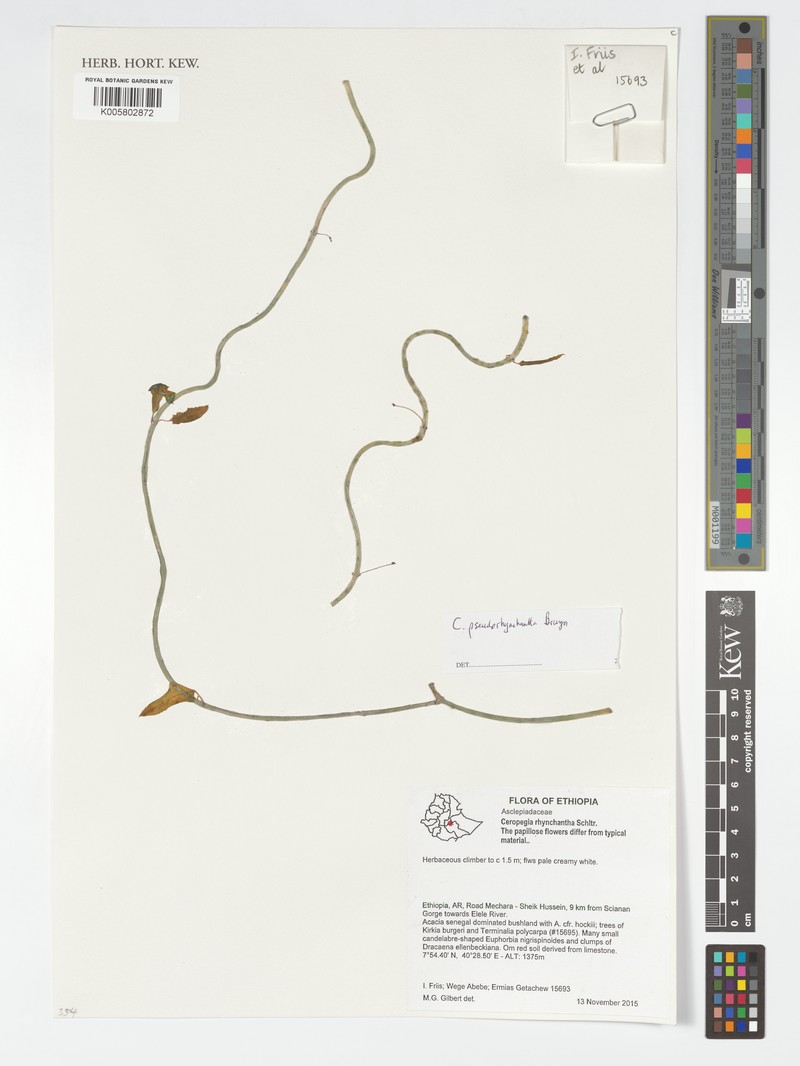 Ceropegia pseudorhynchantha