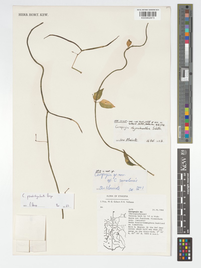 Ceropegia pseudorhynchantha photo 2