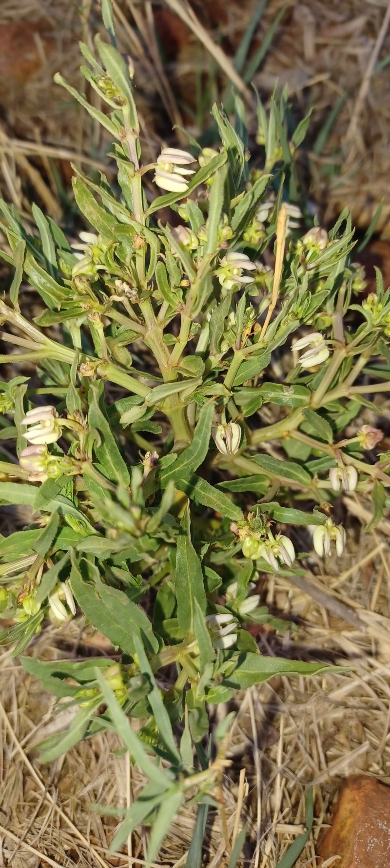 Ceropegia ramosissima