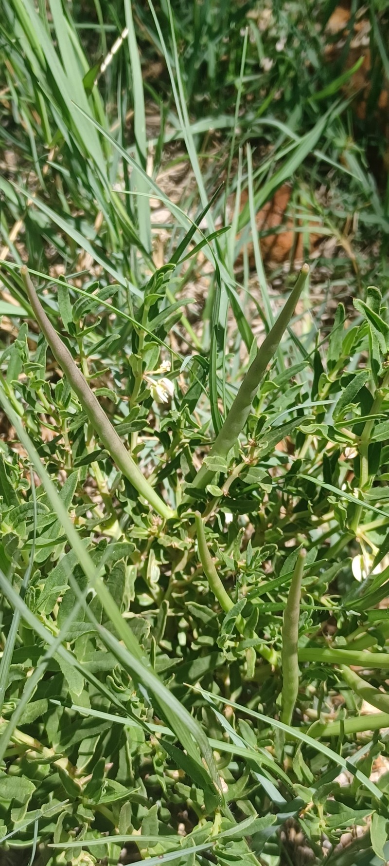 Ceropegia ramosissima photo 2