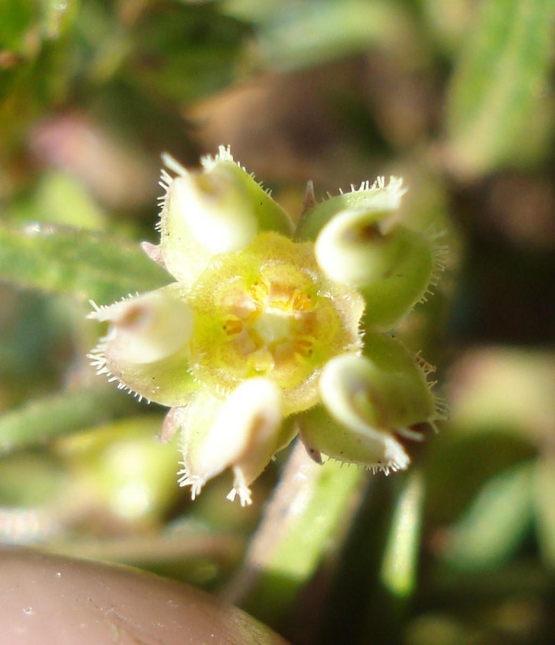 Ceropegia ramosissima photo 3