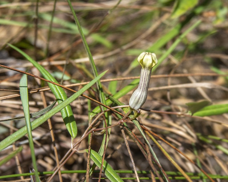 Ceropegia ravikumariana