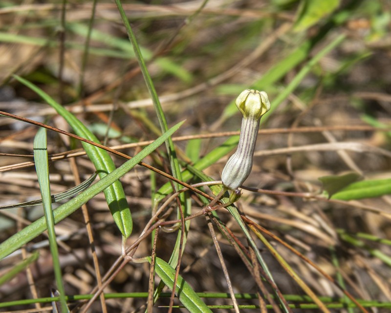 Ceropegia ravikumariana photo 2