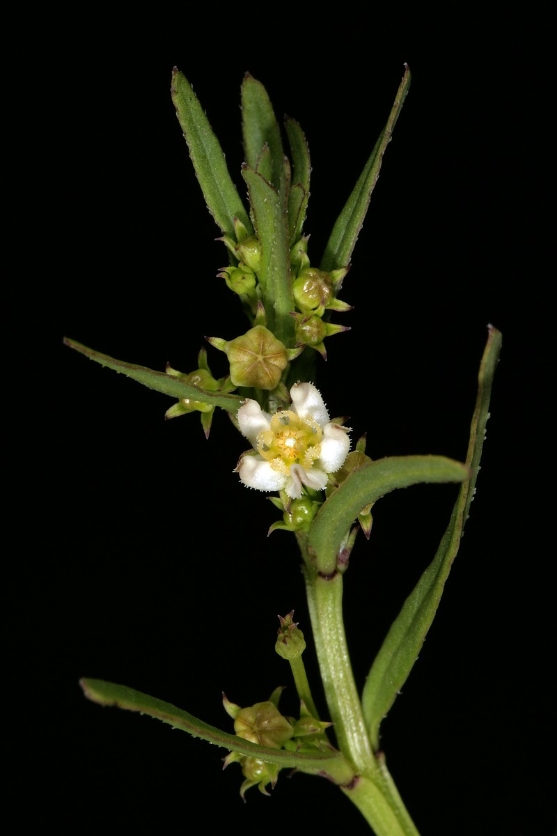 Ceropegia sandersoniana