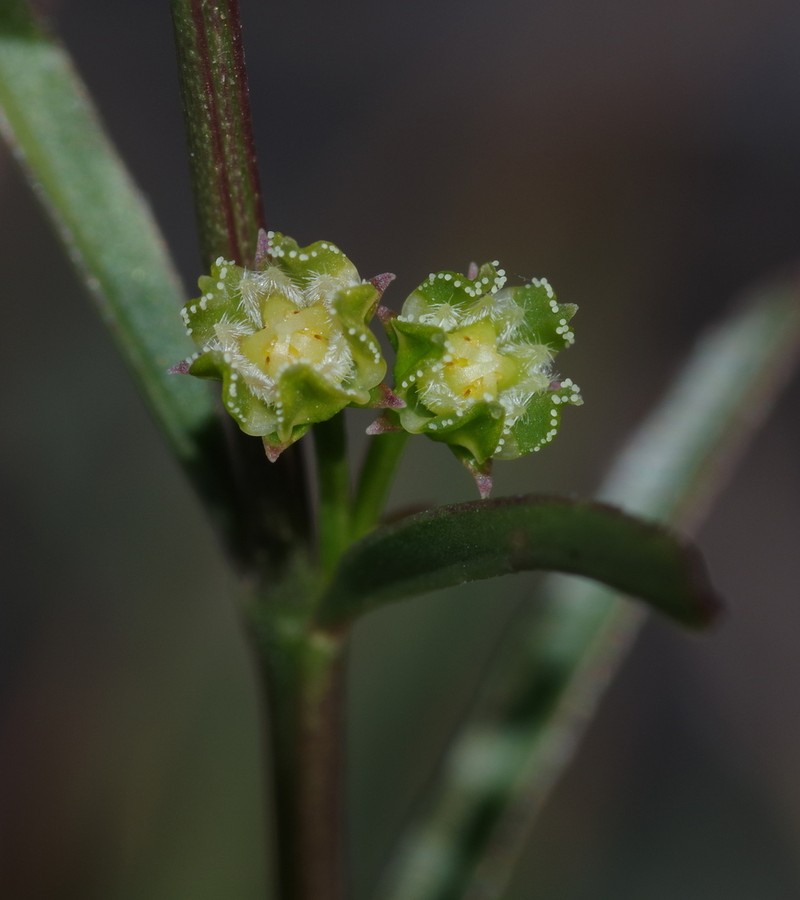 Ceropegia schizoglossoides