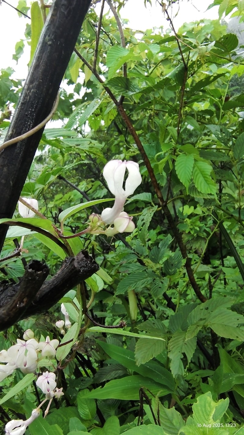 Ceropegia shivrayana