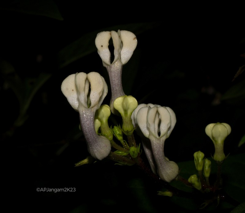 Ceropegia shivrayana photo 2