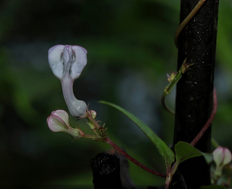 Ceropegia shivrayana photo 3