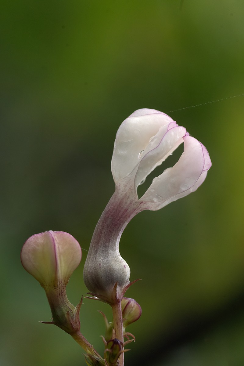 Ceropegia shivrayana photo 4