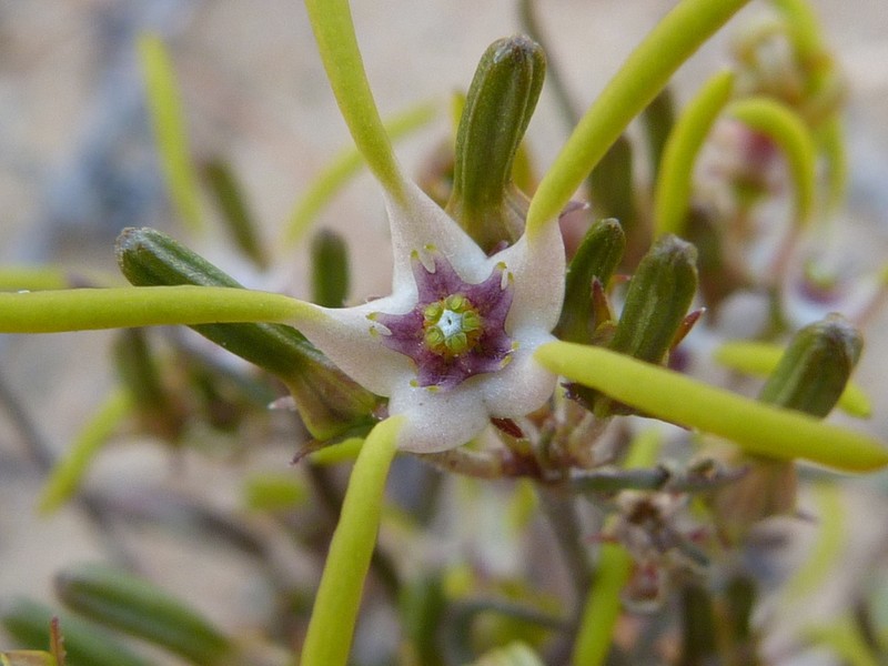 Ceropegia sideralis