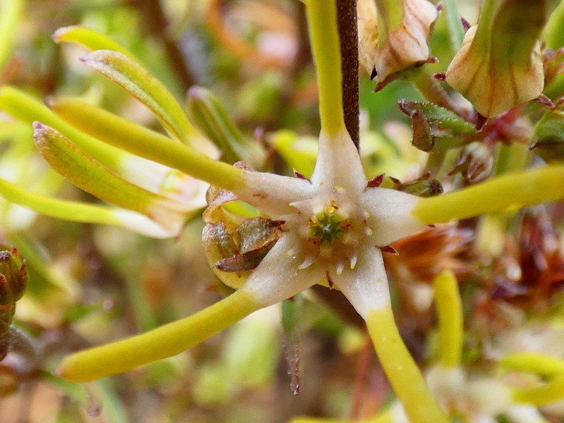Ceropegia sideralis photo 4
