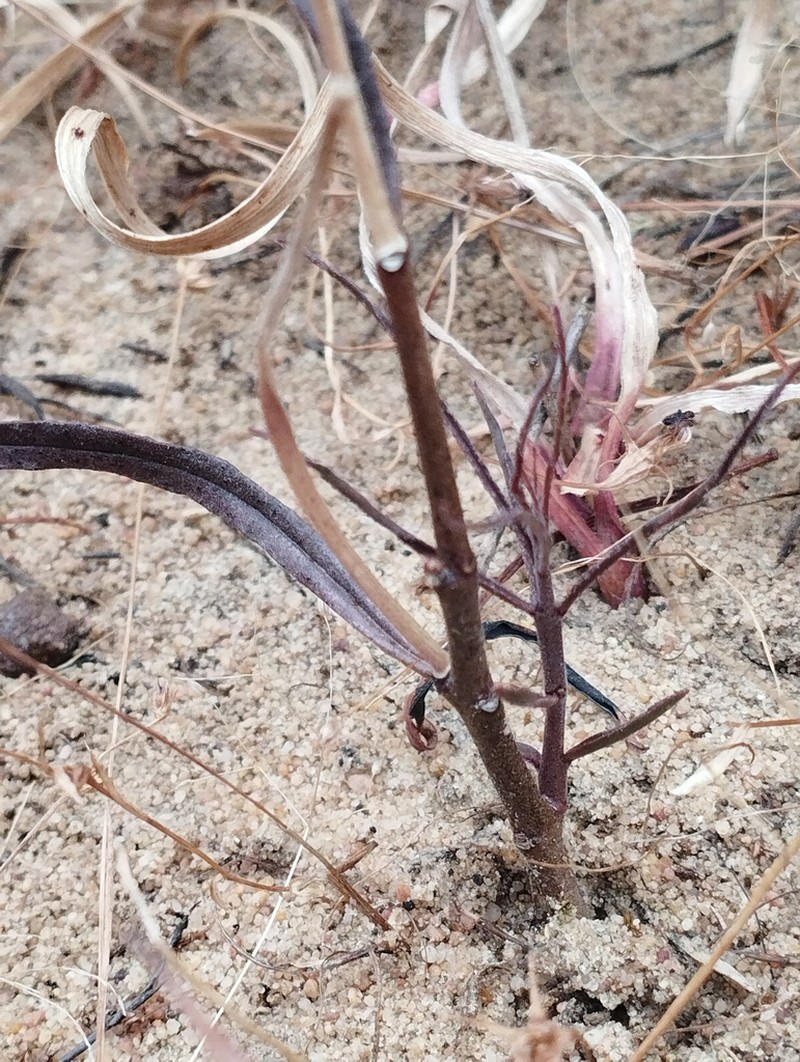 Ceropegia sideralis photo 5